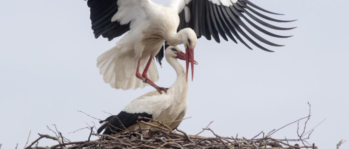 https://www.nu.nl/overig/5303087/hoogspanningsmasten-lelystad-met-ooievaarsnesten.html