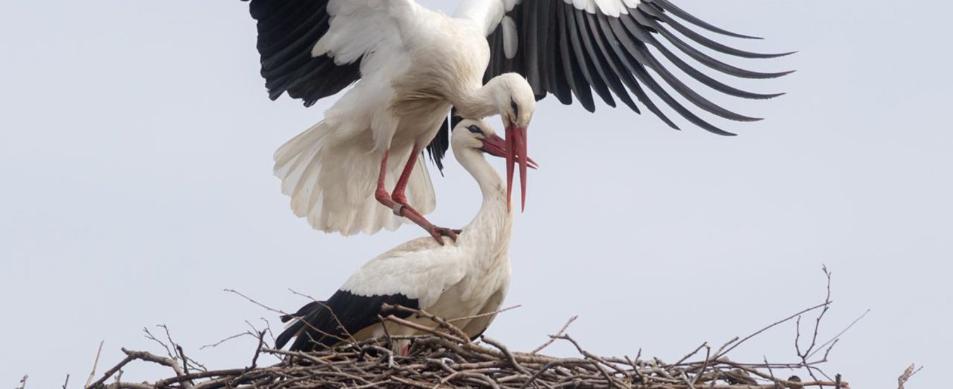 https://www.nu.nl/overig/5303087/hoogspanningsmasten-lelystad-met-ooievaarsnesten.html